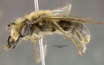 Media type: image;   Entomology 609582 Aspect: habitus lateral view